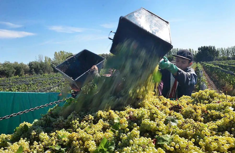 La chardonnay es conocida como la “reina de las uvas blancas” y es la que más superficie tiene en todo el mundo / Los Andes