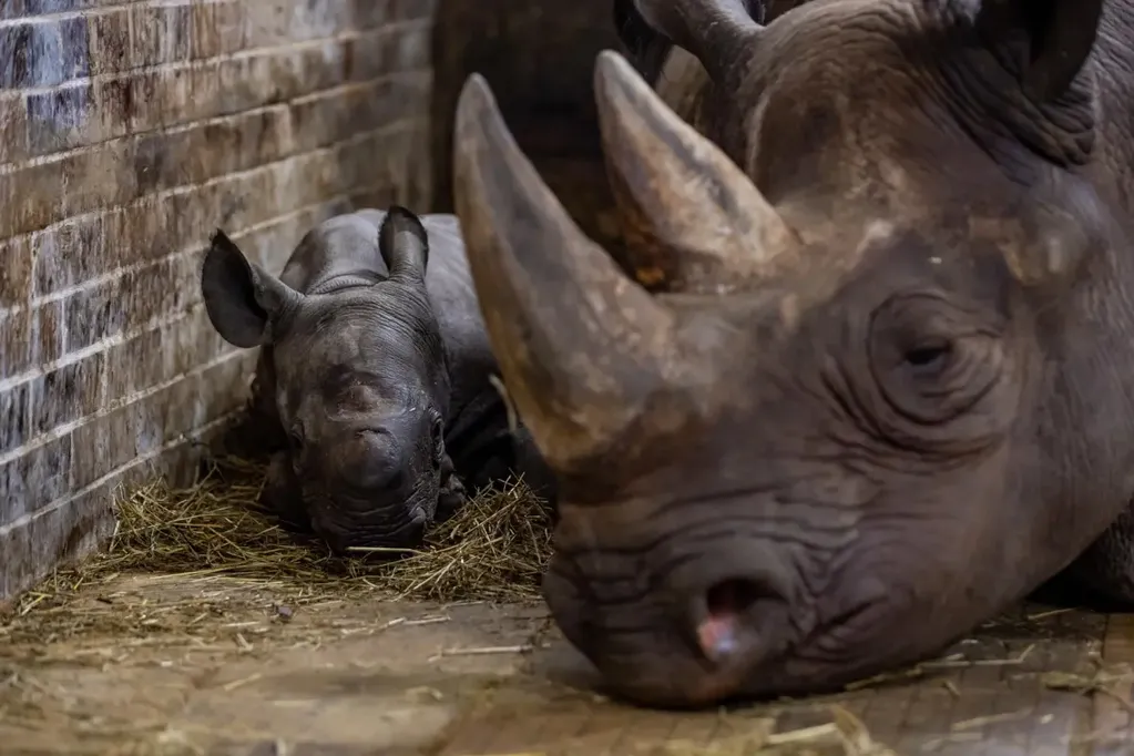 Se calcula en el mundo quedan 800 ejemplares del rinoceronte negro oriental. Foto: EFE