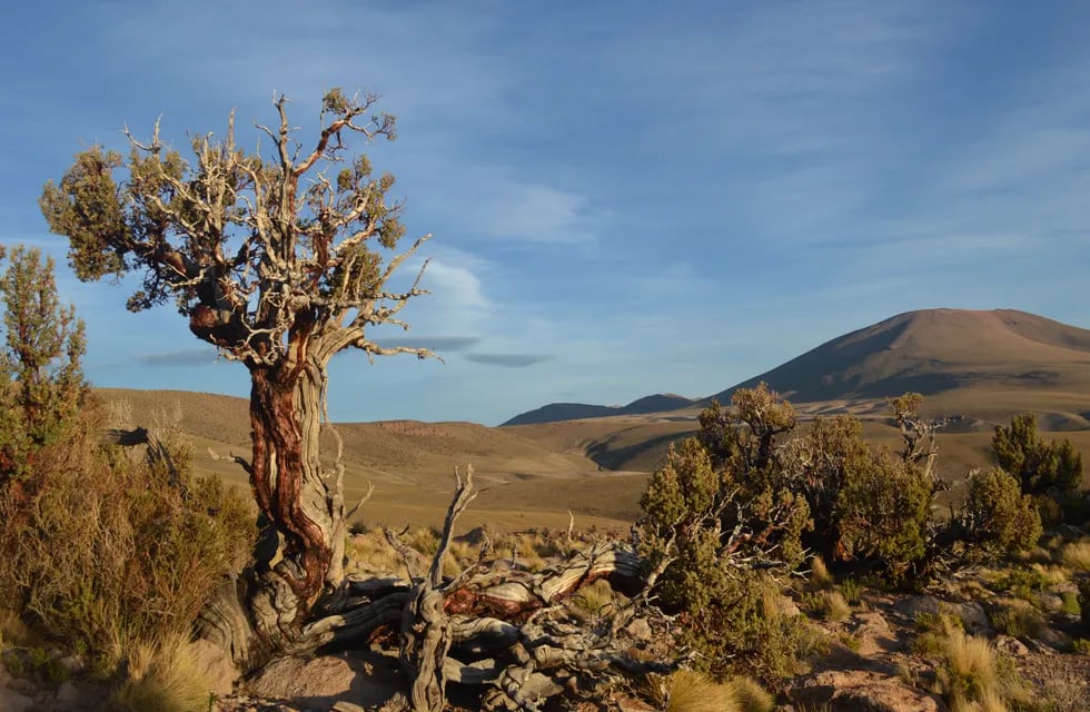 Otro ejemplar de keñua o queñoa, árbol pequeño de la Cordillera Andina en el Altiplano de Perú, Chile, Bolivia y Argentina. Foto: doctor Ricardo Villalba.