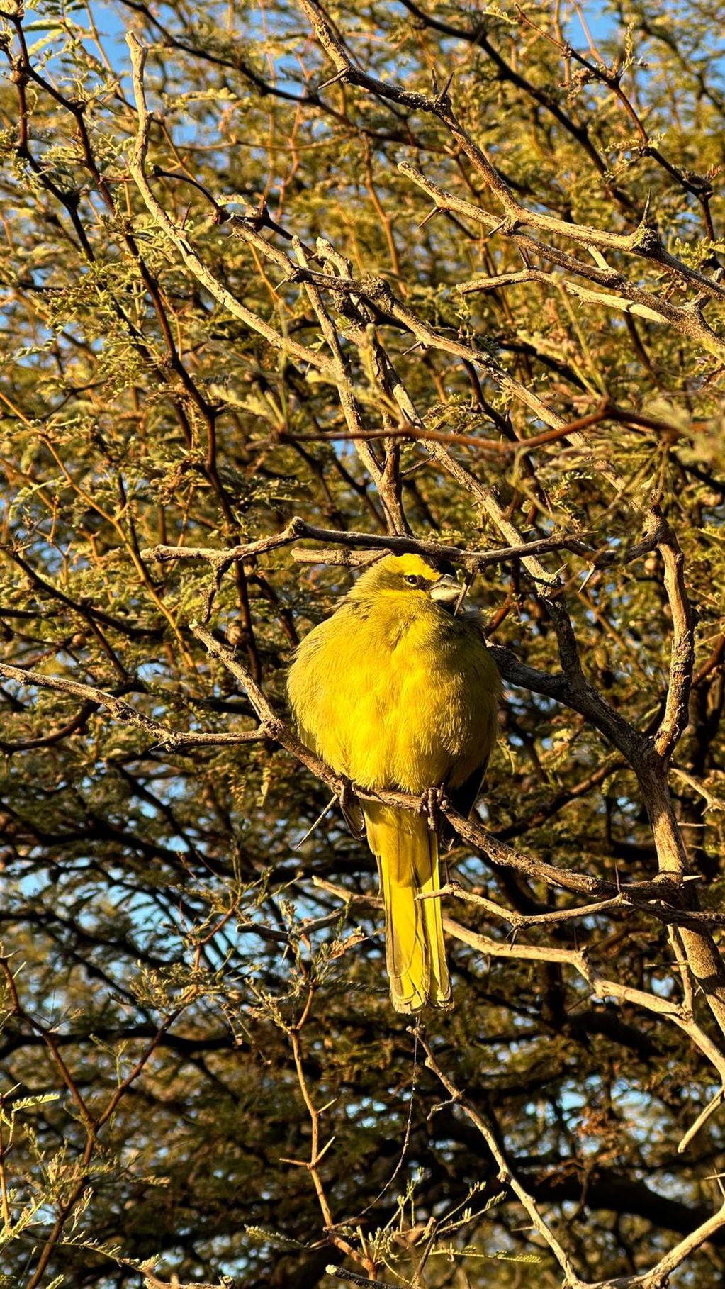 Mendoza aportó tres parejas reproductoras, claves para salvar a una especie en peligro de extinción. Foto: Gentileza Instagram @mmariagustina__