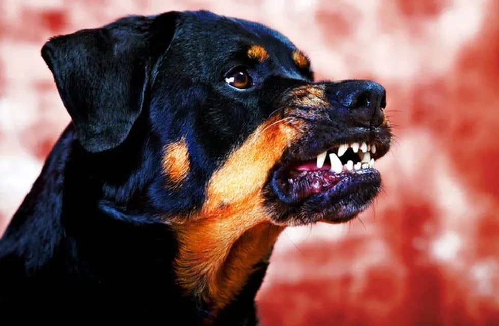 Una anciana falleció luego de ser mordida por sus tres perros rottweiler. Imagen ilustrativa.