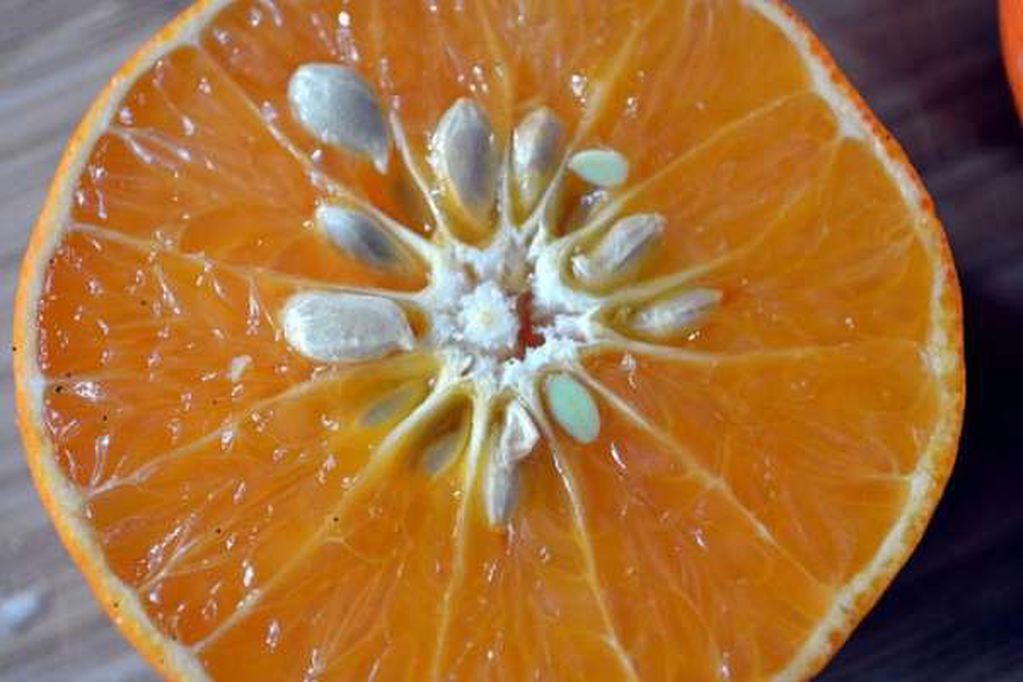 Este es el modo de poder tener tu propio árbol de naranja.