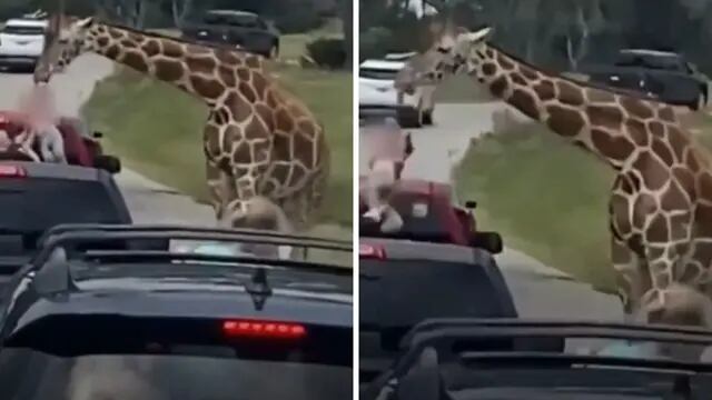 Accidente en un safari