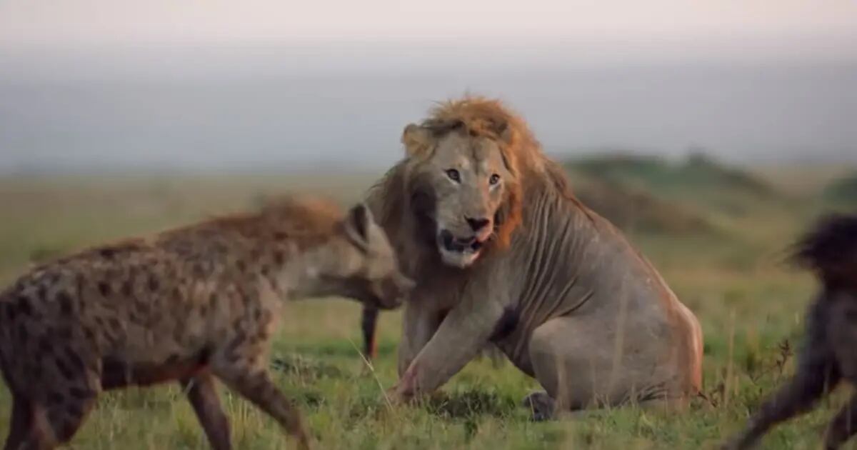 Video: un león a punto de ser devorado por 20 hienas fue salvado por un  héroe inesperado