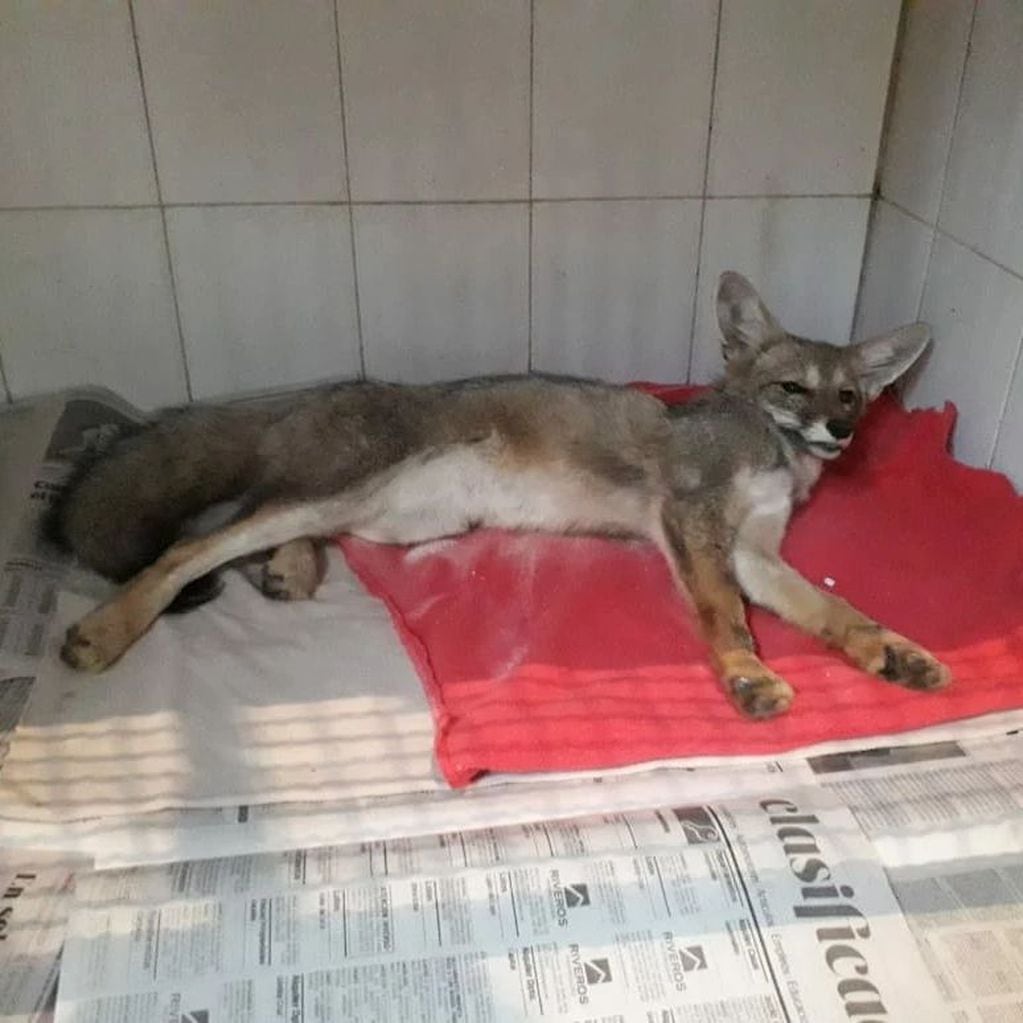 Preocupa la matanza y ataques a zorros grises en Mendoza: en menos de 4 meses hubo, al menos, 9 casos. Foto: Gentileza Fundación Cullunche.