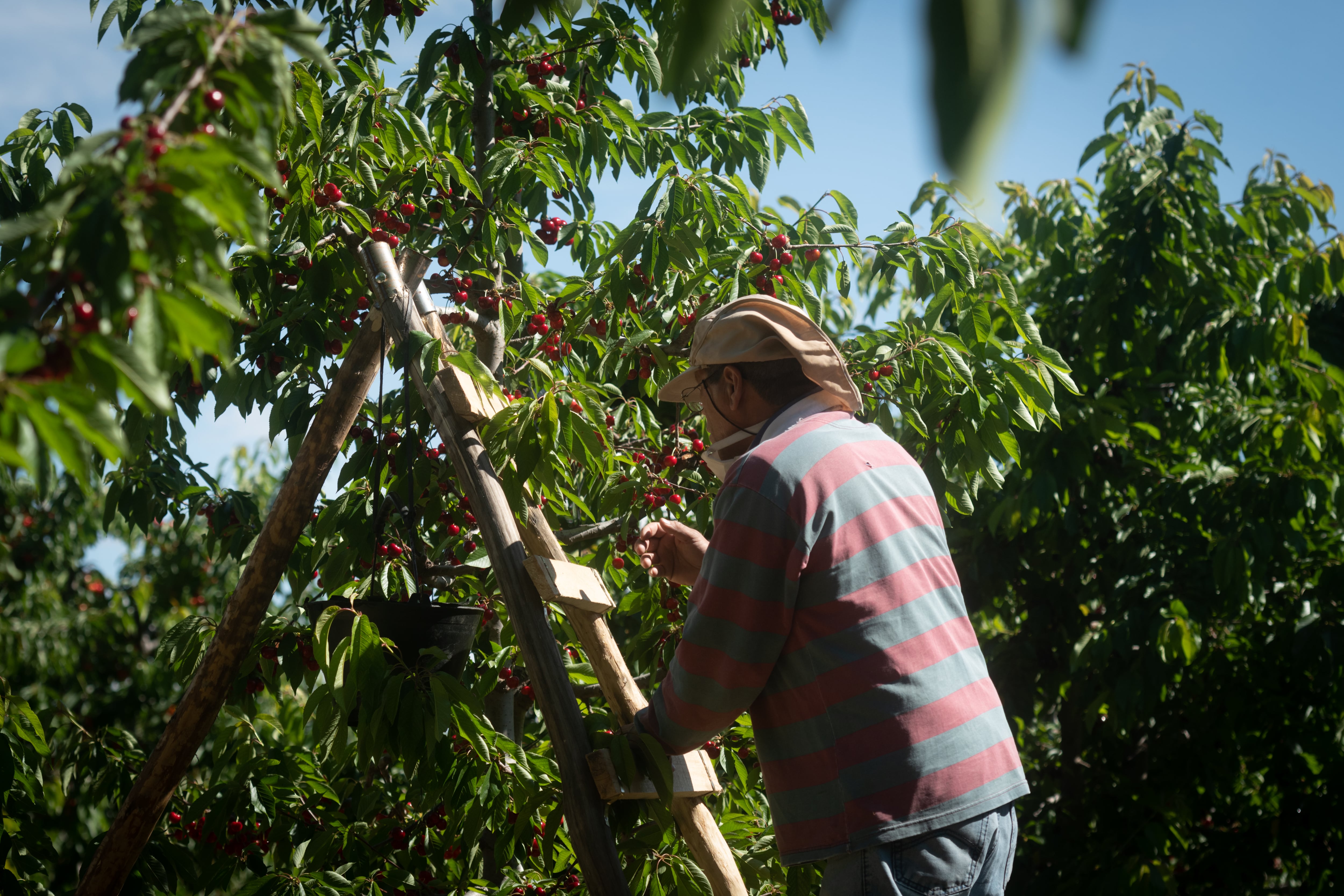 La cosecha de cerezas se vio favorecida por la buena floración, las bajas temperaturas del invierno y una primavera cálida.