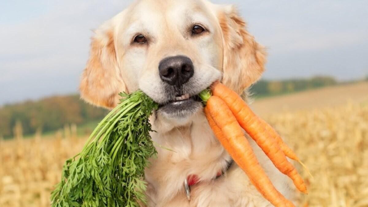 Snack para mascotas.