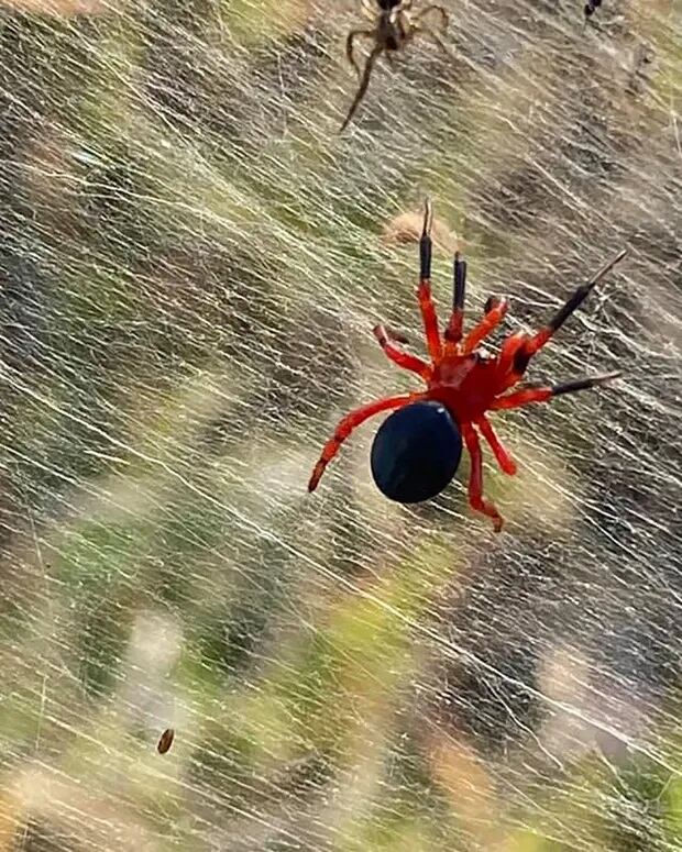 Ambicodamus roja, la responsable de las telarañas - 