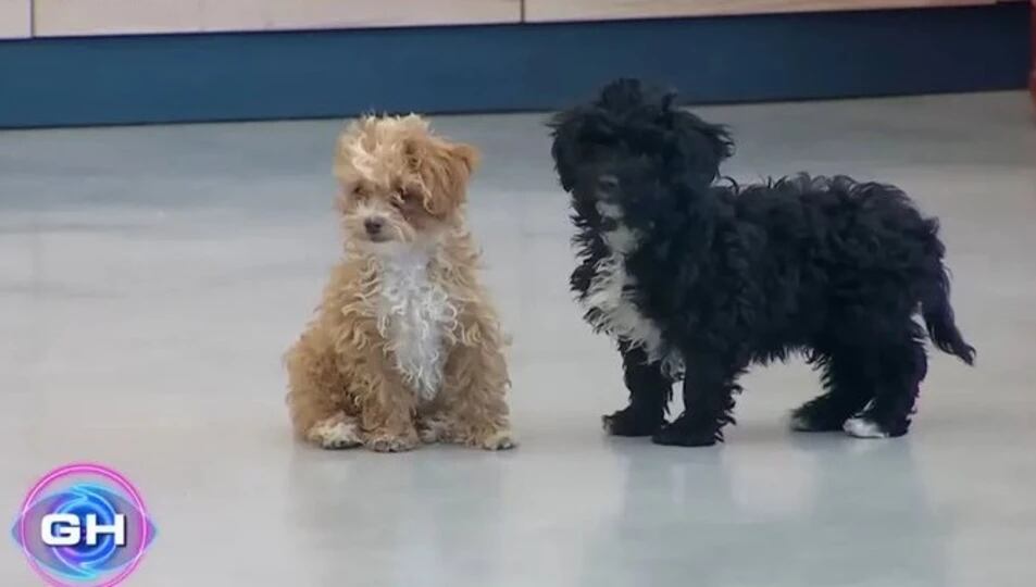 El ganador de Gran Hermano protagonizó una tierna escena con Morita.