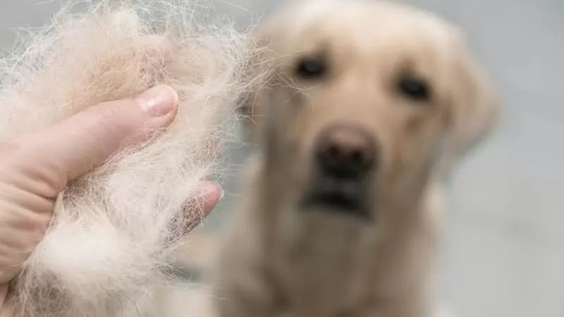 Estos son los trucos para cuidar la caída del pelo de los perros.