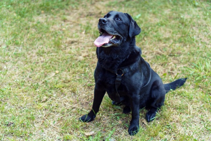 El perrito llegó solo a comprar en Córdoba.