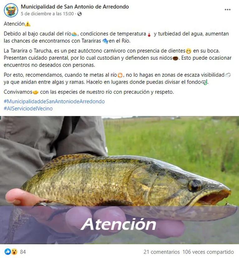 El comunicado de la Municipalidad de San Antonio especifica que el animal posee dientes y que es muy protector de sus nidos. Foto: captura Facebook