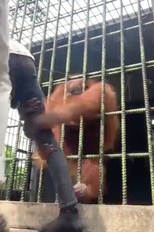 Un orangután atrapó a un turista en un zoológico y casi le arranca la pierna.