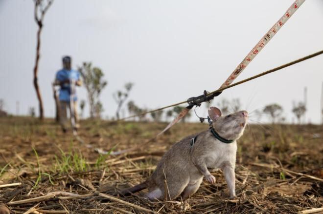 HeroRAT durante su trabajo de detección. / Archivo