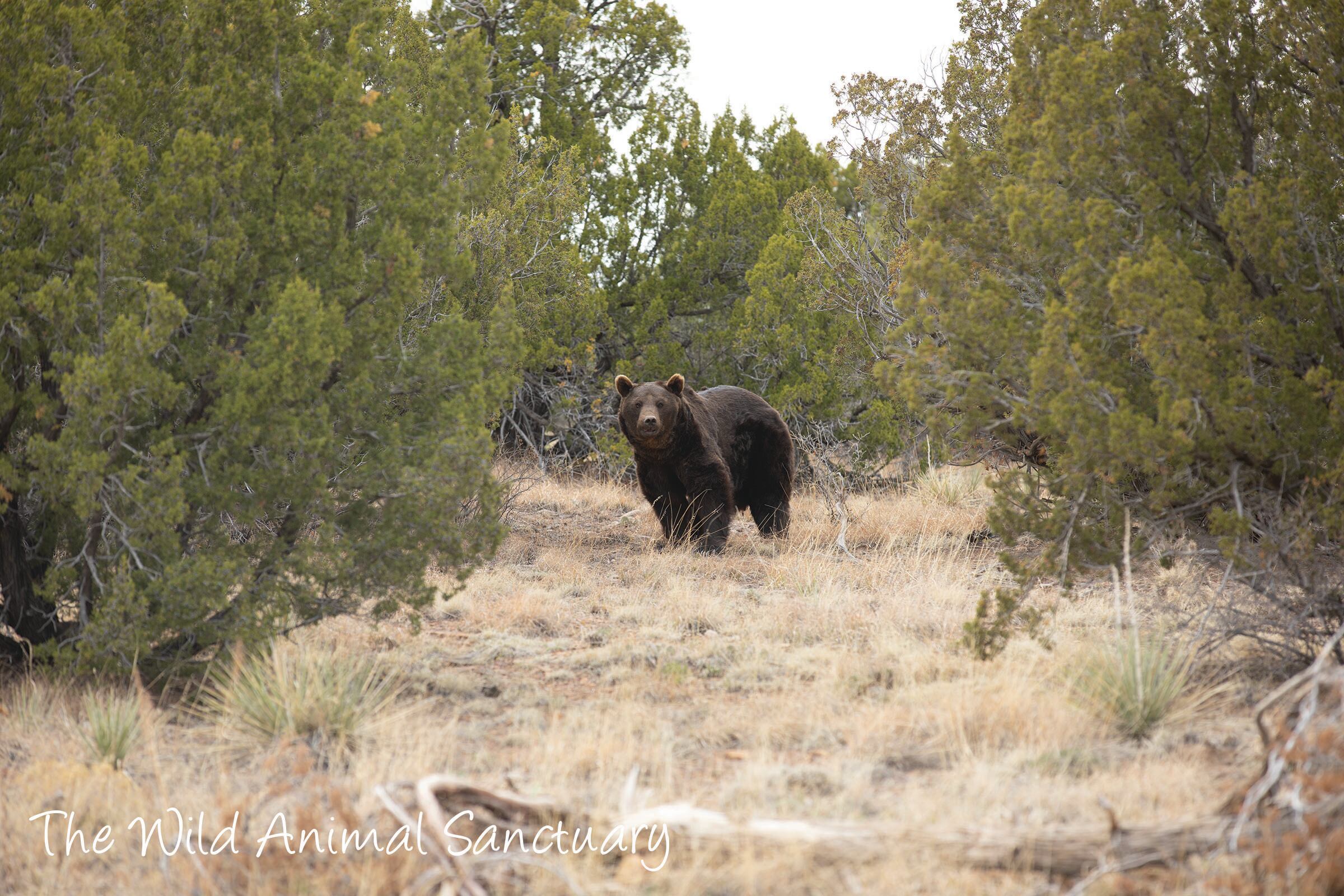 Athila, Fausto, Buko y Yogui son los 4 osos que estaban en el Ecoparque mendocino y fueron trasladados a Estados Unidos.