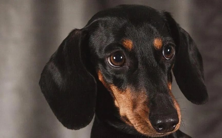 Dos abuelitos sanjuaninos buscan desesperadamente a su gran compañera: una perrita salchicha.