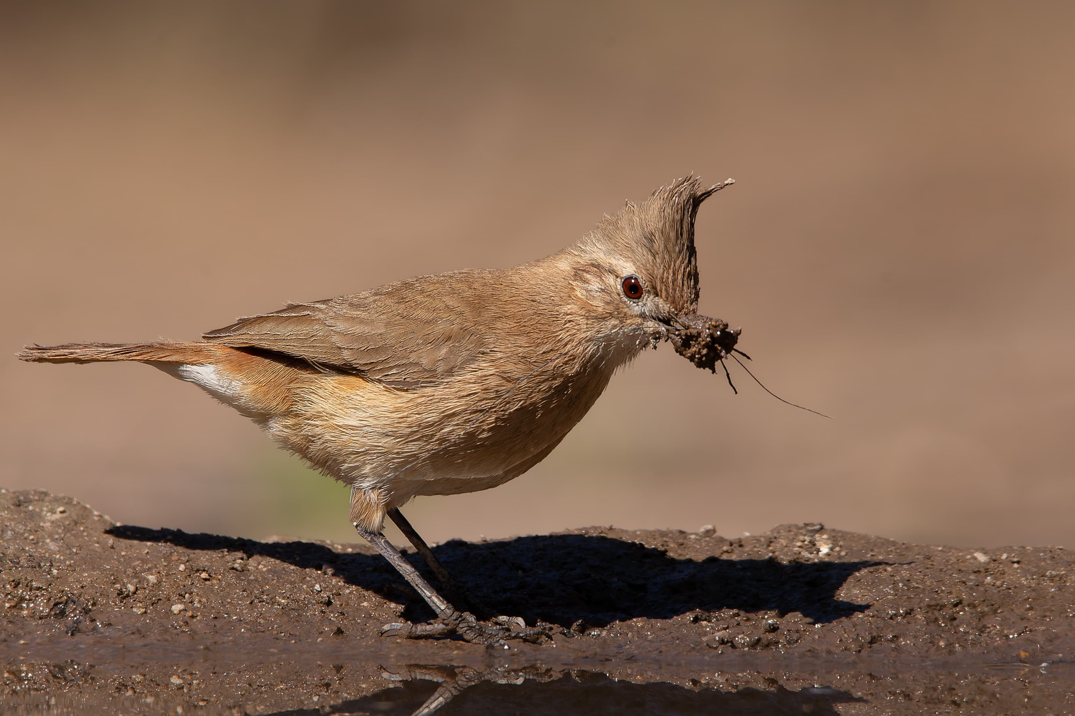 Así es el refugio de aves más importante de Cuyo y donde se pueden ver y fotografiar animales sin costo. Foto: Instagram @reservaprivada_puntadelagua