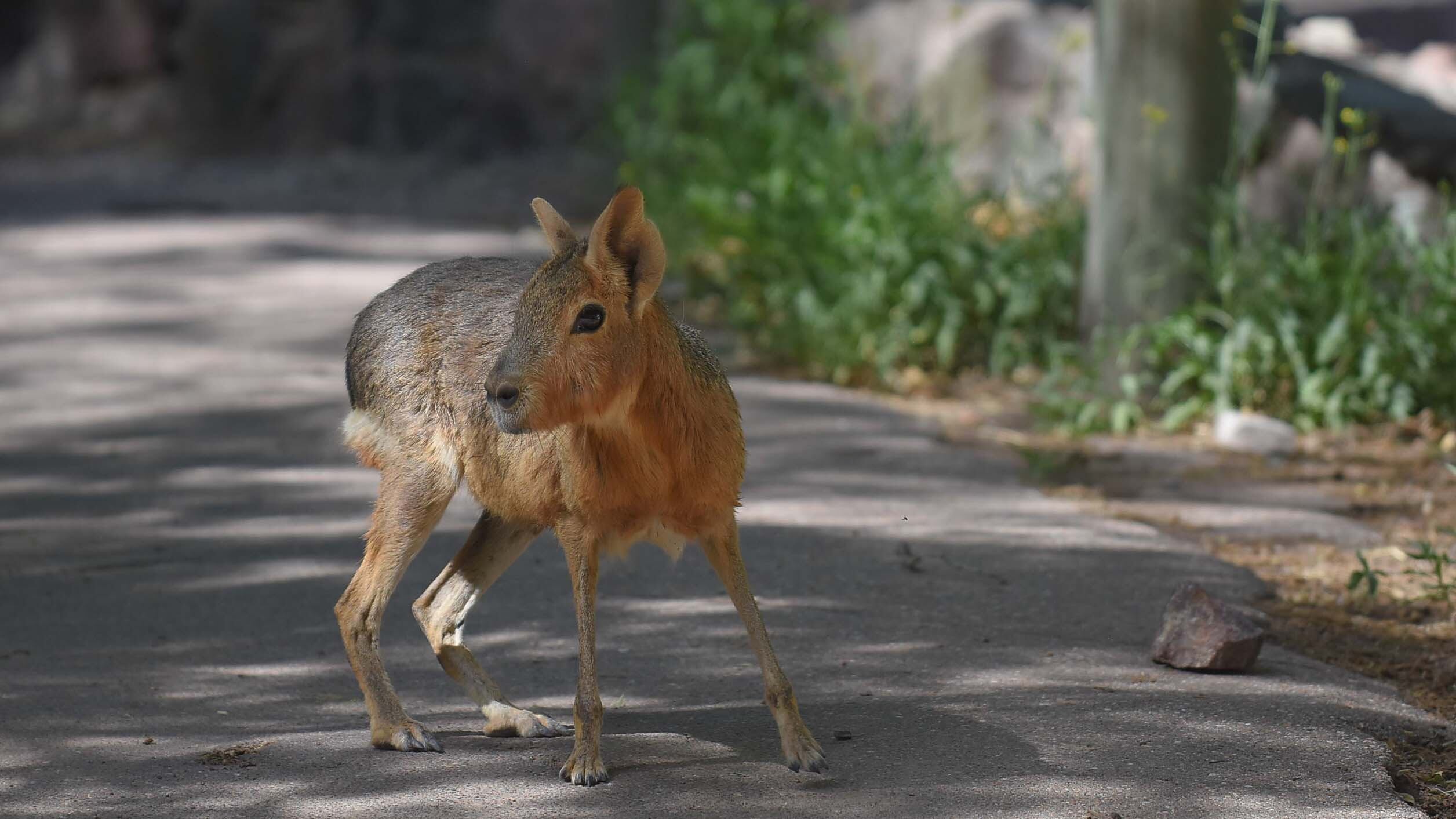 Ecoparque de Mendoza
Algunos animales continuan sueltos en los alrededores
Mientras se esperan las obras en el actual Ecoparque algunos animales continuan en el ex zoo de Mendoza  Foto: Claudio Gutiérrez 
