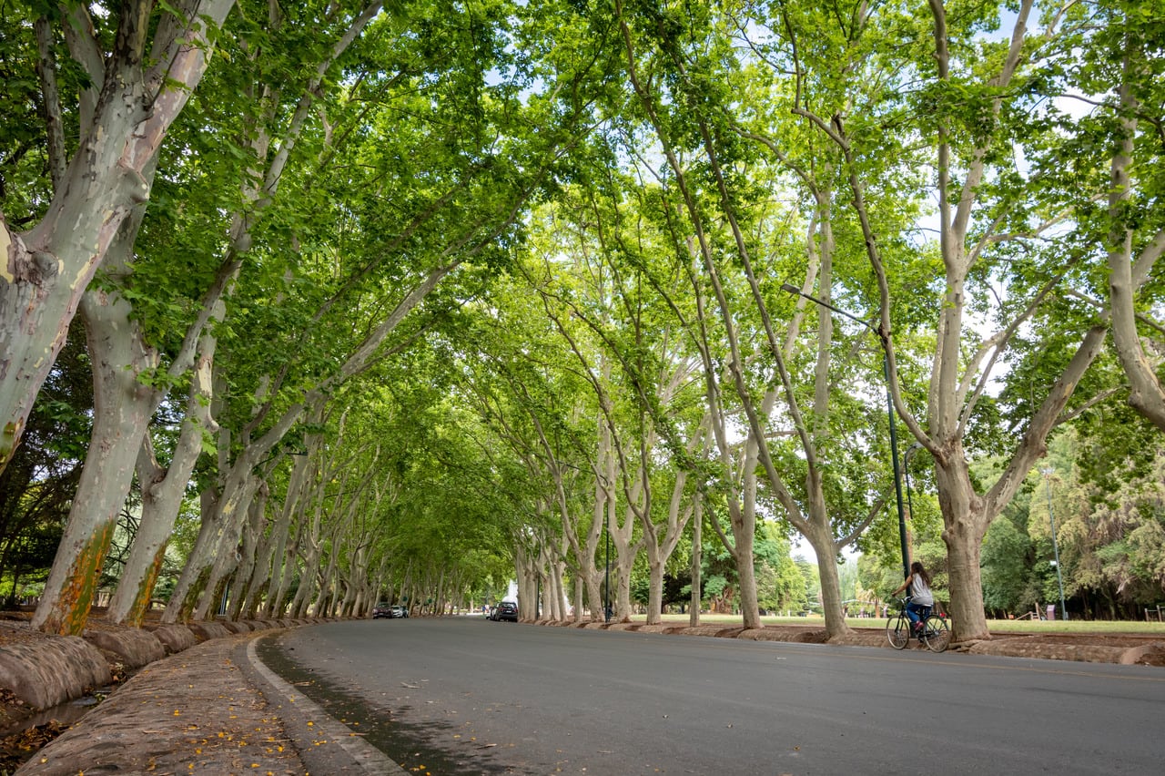 Arboledas del Parque General San Martín. Foto: Los Andes 