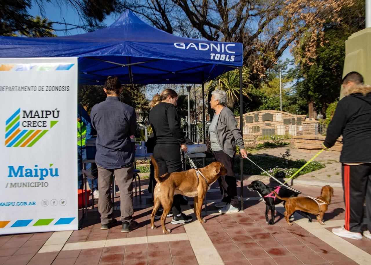 Maipú impulsa jornadas de vacunación a mascotas