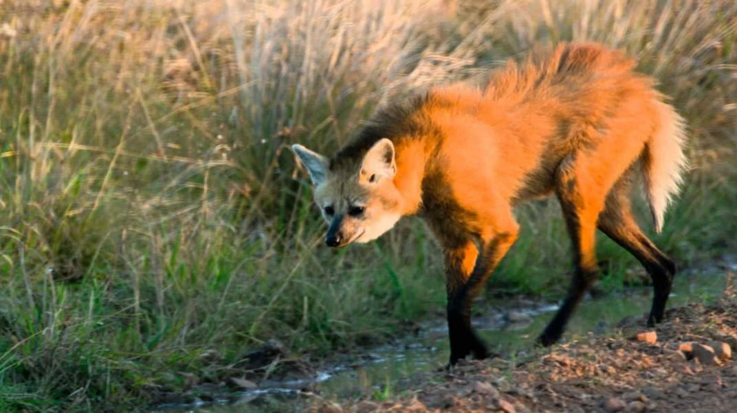 Aguará guazú. Se encuentra en peligro de extinción en Argentina.