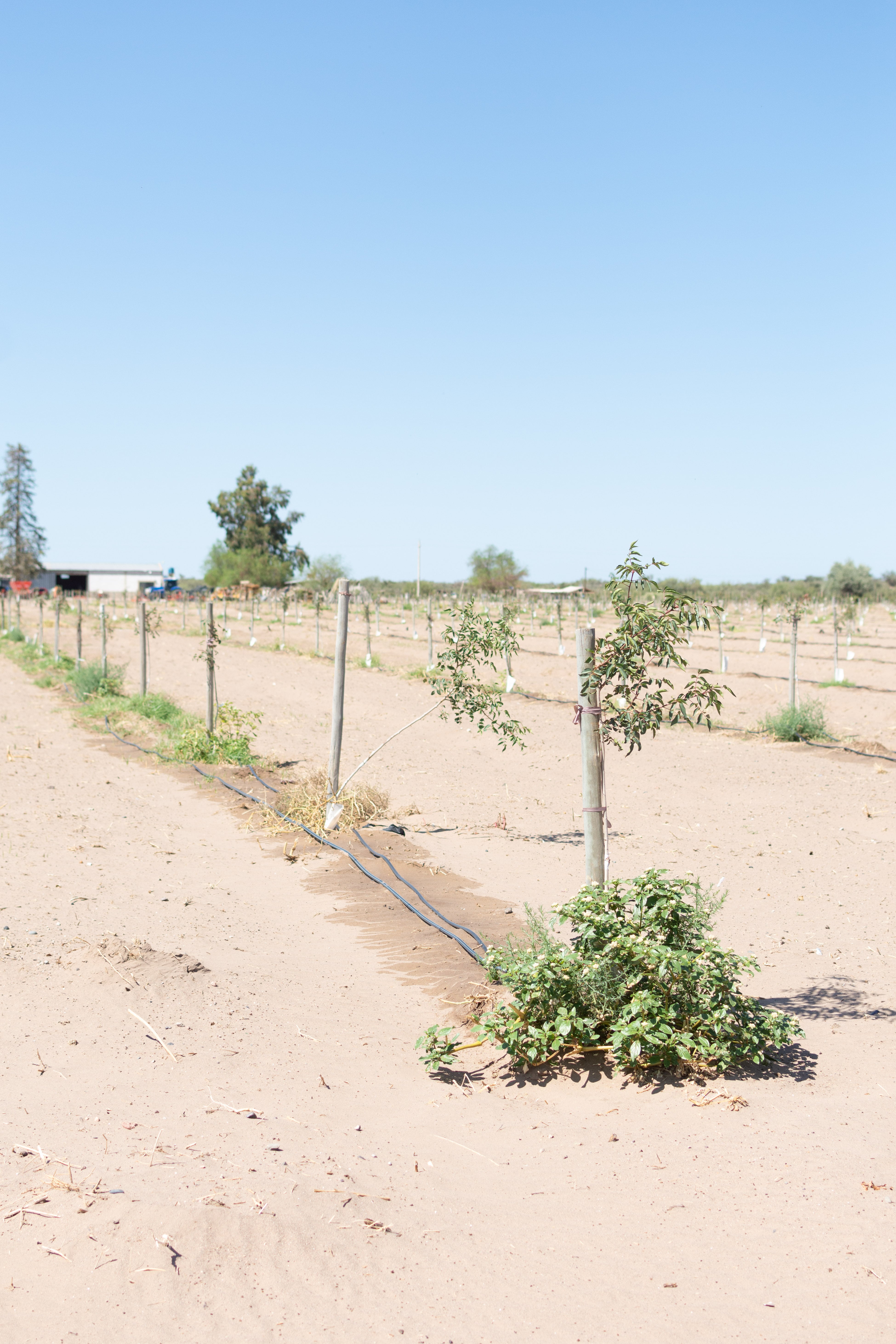 Sustentabilidad en acción: Halpern lidera el camino en el riego agrícola