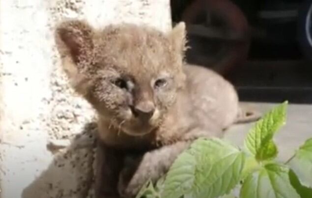 Elber Guzmán creyó que había rescatado un gato y era un puma.