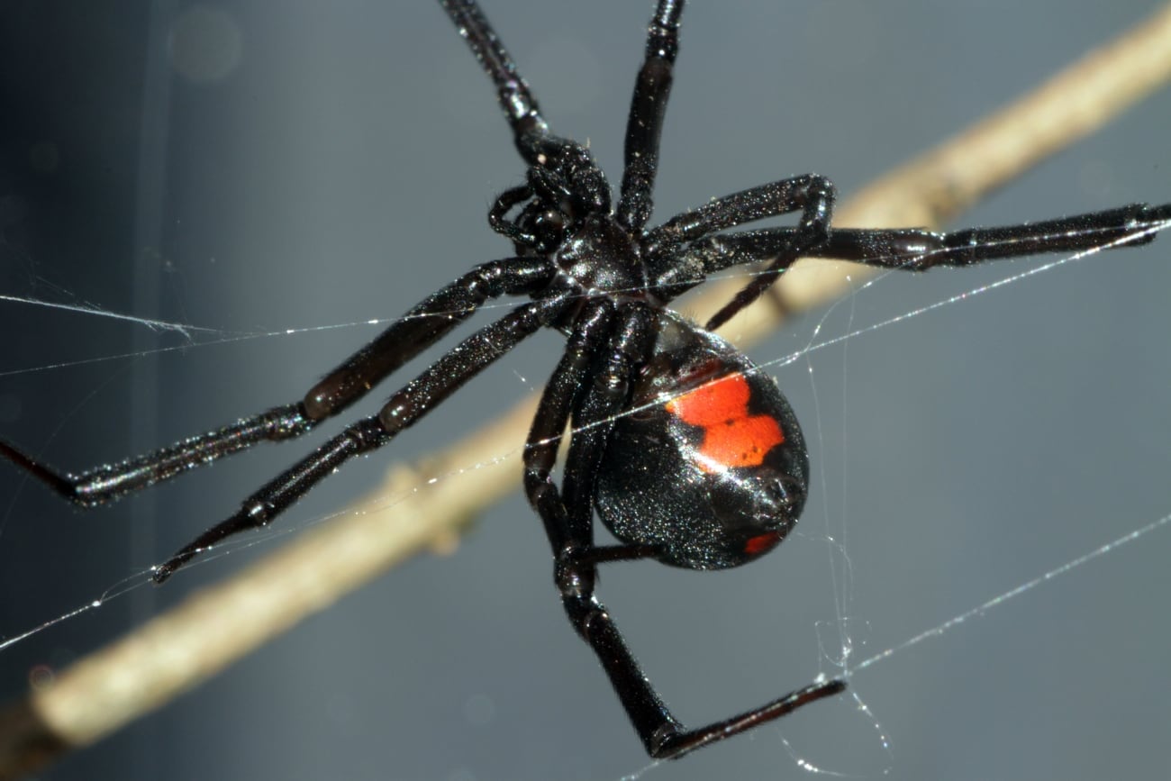 Hay que concientizar. La viuda negra es una de las arañas más venenosas. (imagen ilustrativa / Canva)