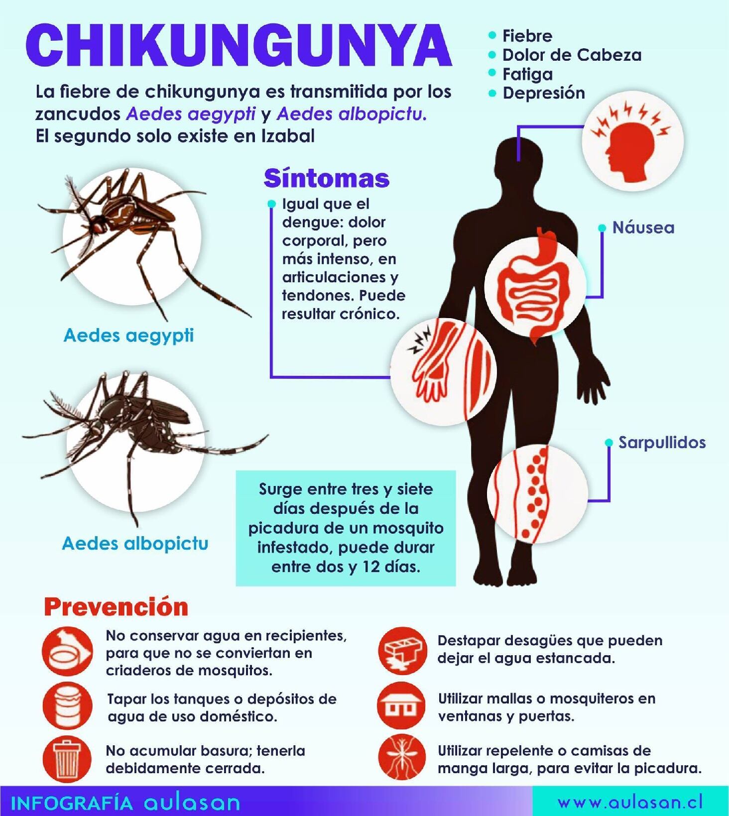 Virus chikungunya.