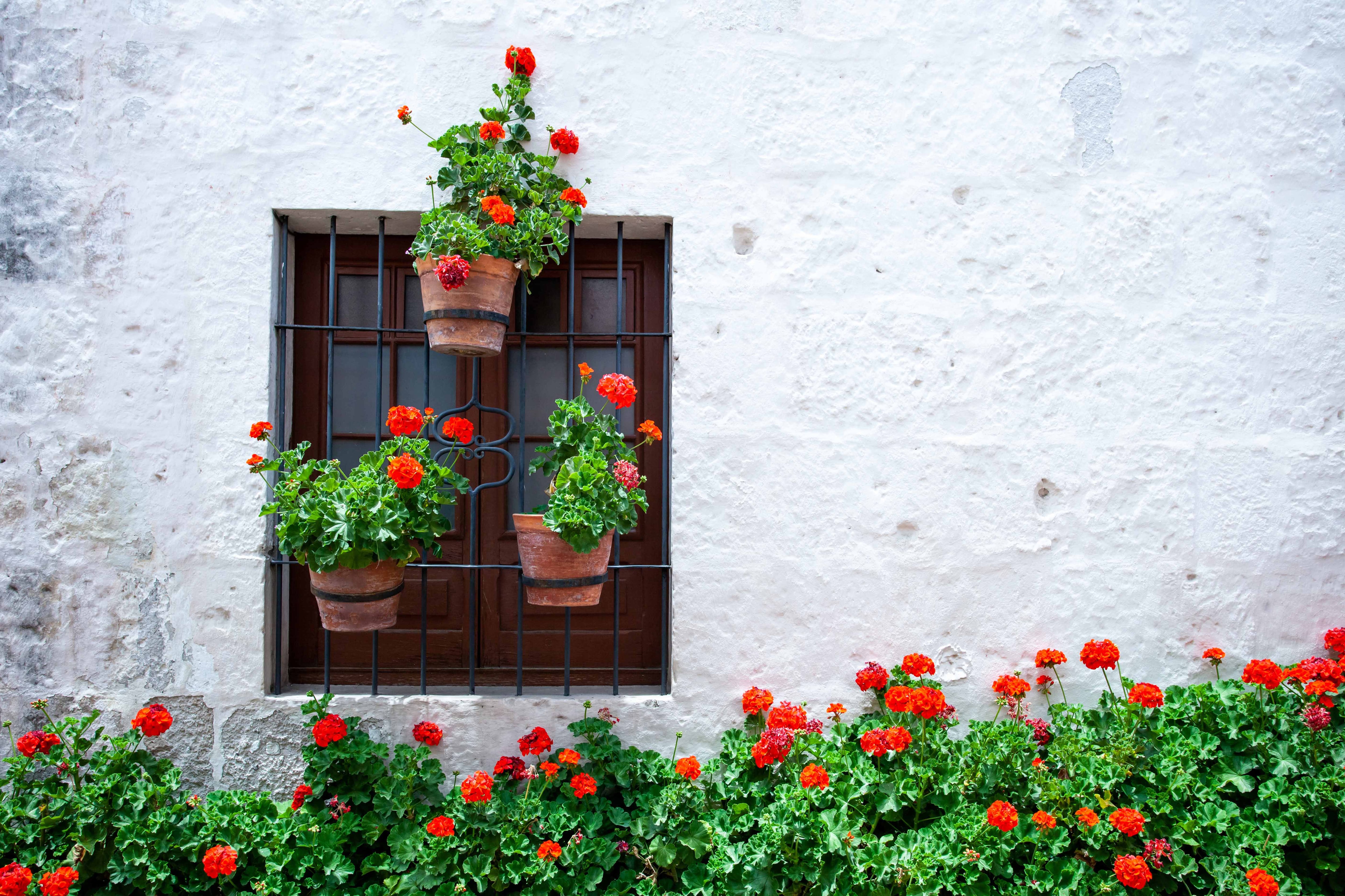 Many of blooming red geraniums near the wall of the house and around the window, a wall of light color, pots with red flowers on the window