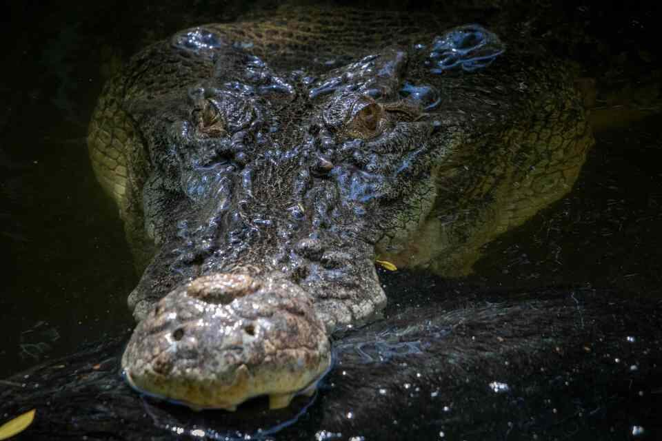 Un cerdo es devorado por un hambriento cocodrilo en el patio trasero de una casa en Australia. Fotos: mediadrumimages / AdamBritton / @ adambrittoncroc