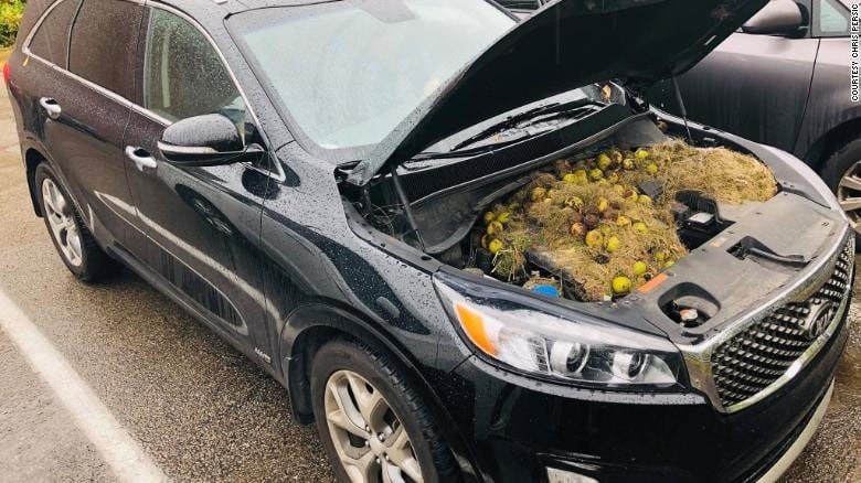 Así encontraron el motor de un auto familiar cuando quisieron hacer un viaje.