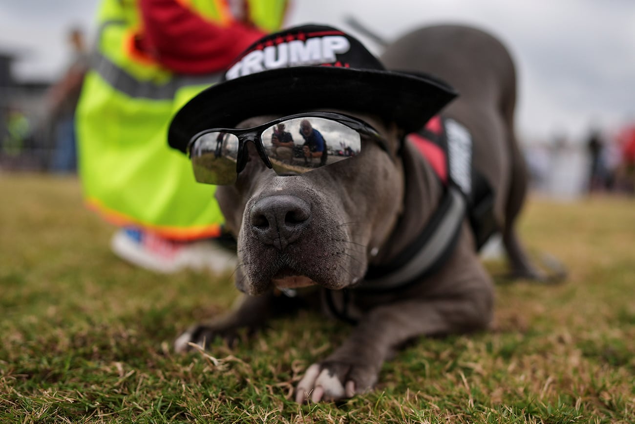 Un perro de servicio se estira cerca de su dueño antes de un mitin de campaña del candidato presidencial republicano, el expresidente Donald Trump, el domingo 3 de noviembre de 2024, en Macon, Georgia. (Foto AP/Mike Stewart)