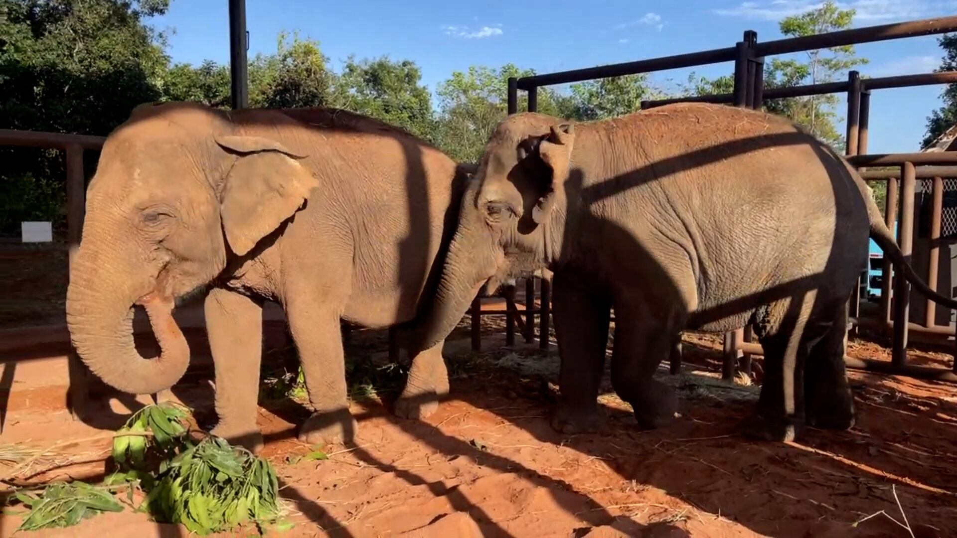 Pocha y Guillermina ya están en el santuario de Mato Grosso