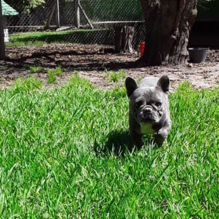 Mariano Caprarola denunció desesperado que le mataron a su perro