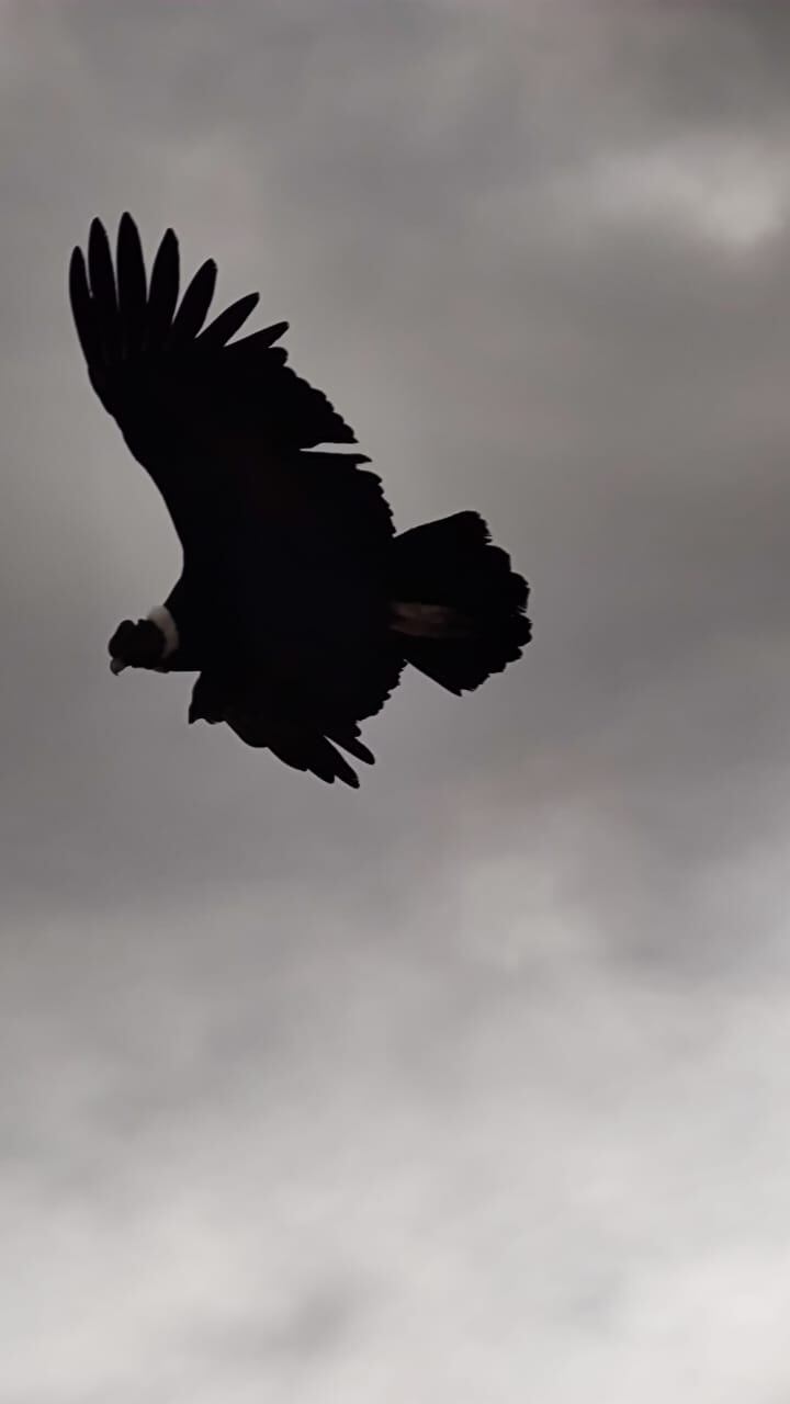 Amo y señor de los cielos: así se hace el censo de cóndores en Mendoza, clave para su conservación. Foto: Gentileza Eduardo Furlán - SOS Acción Salvaje