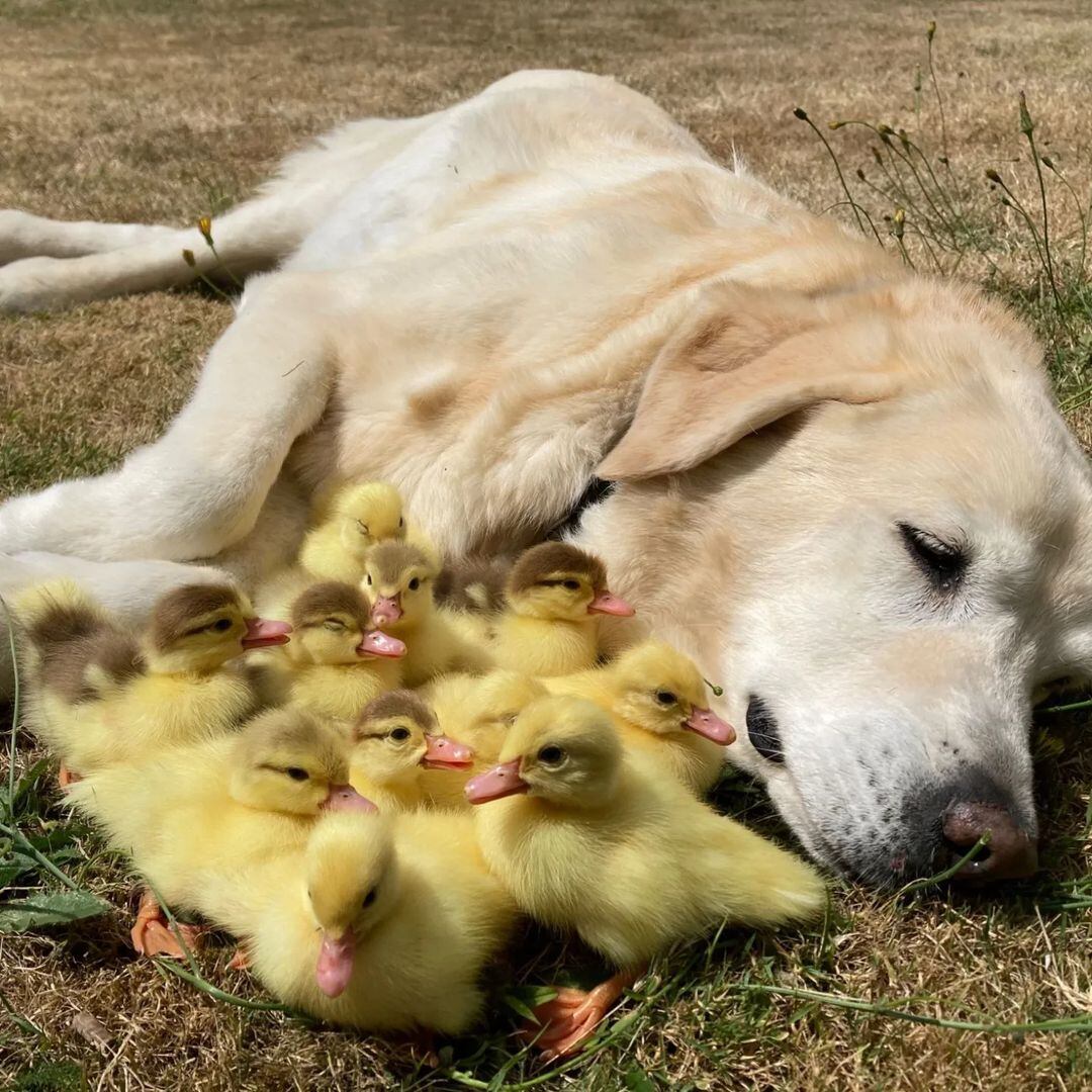 La nueva familia de Fred.