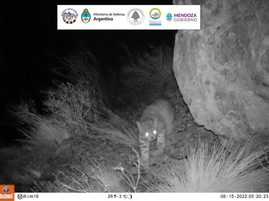 “El fantasma de los Andes”: filmaron a un ejemplar de gato andino en Uspallata, un misterioso ejemplar de la fauna cordillerana. Foto: Gentileza.