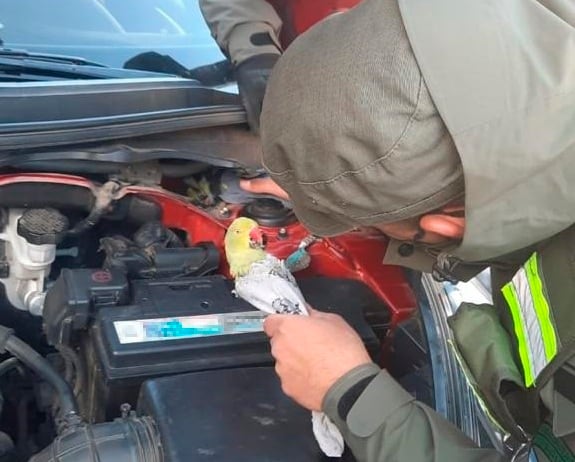 El hombre transportaba ocho cotorras de especie kramer (krameri) y dos peces dentro de recipientes de bebidas descartables..