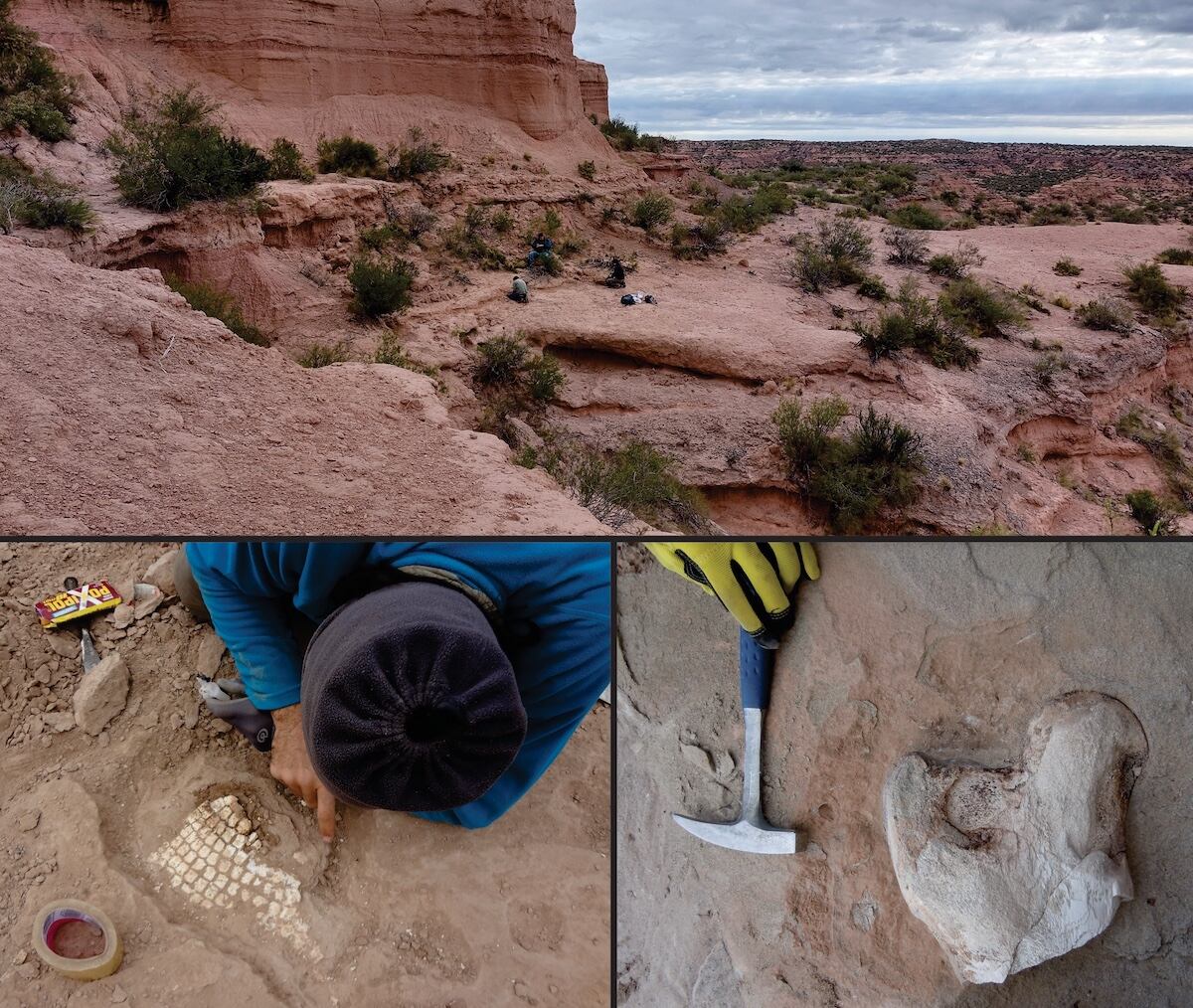 Trabajos de campo en las Huayquerías de Mendoza. Extracción de los fósiles. Fragmento de fémur de gran tamaño encontrado por un grupo de aficionados al campo (abajo derecha)