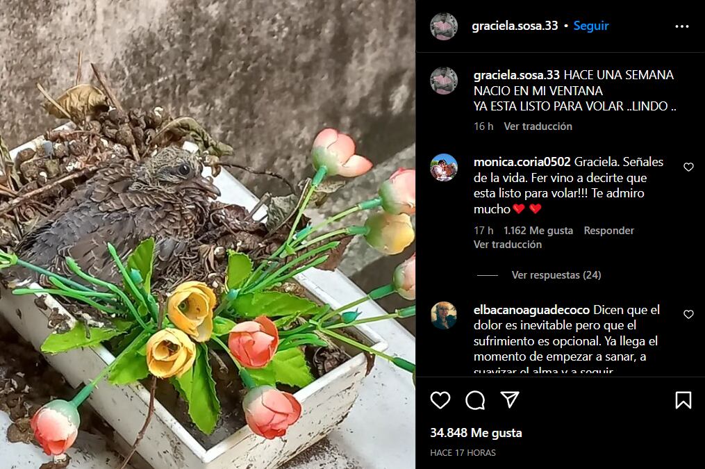 El pichón que nació en la casa de Fernando, a una semana de la condena. Foto: Instagram/@graciela.sosa.33