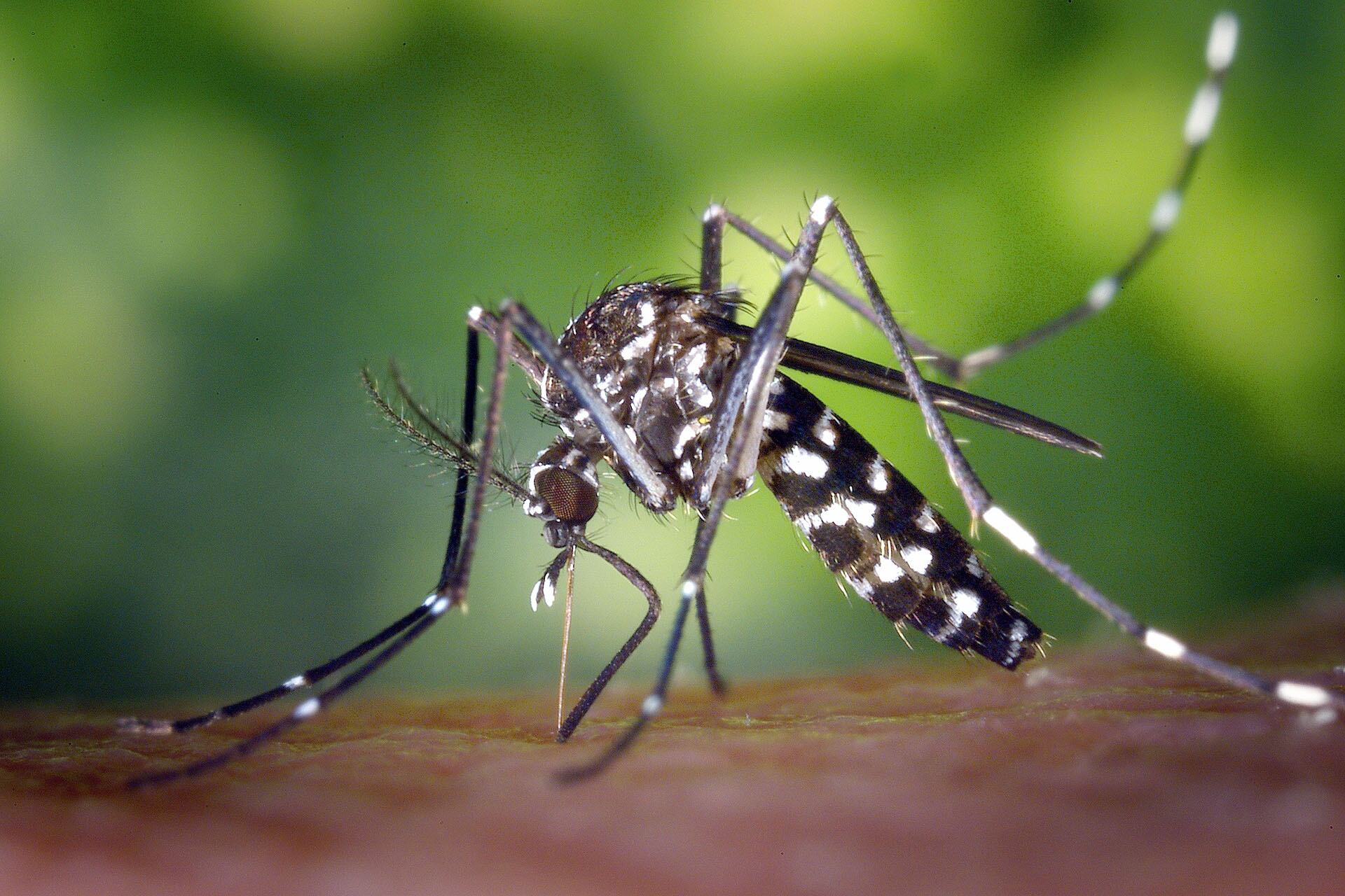 El Ministerio de Salud confirmó las dos primeras muertes por dengue en Mendoza. Estas ya se habían conocido hace unas semanas, de las cuales se sospechaba su vinculación con el virus, pero se aguardaba la confirmación de la autopsia. En tanto ha trascendido de manera extraoficial que se analizaría un tercer caso mientras que la funcionaria aclaró que la mayoría de los cuadros que presentan son leves, con muy pocas internaciones.
