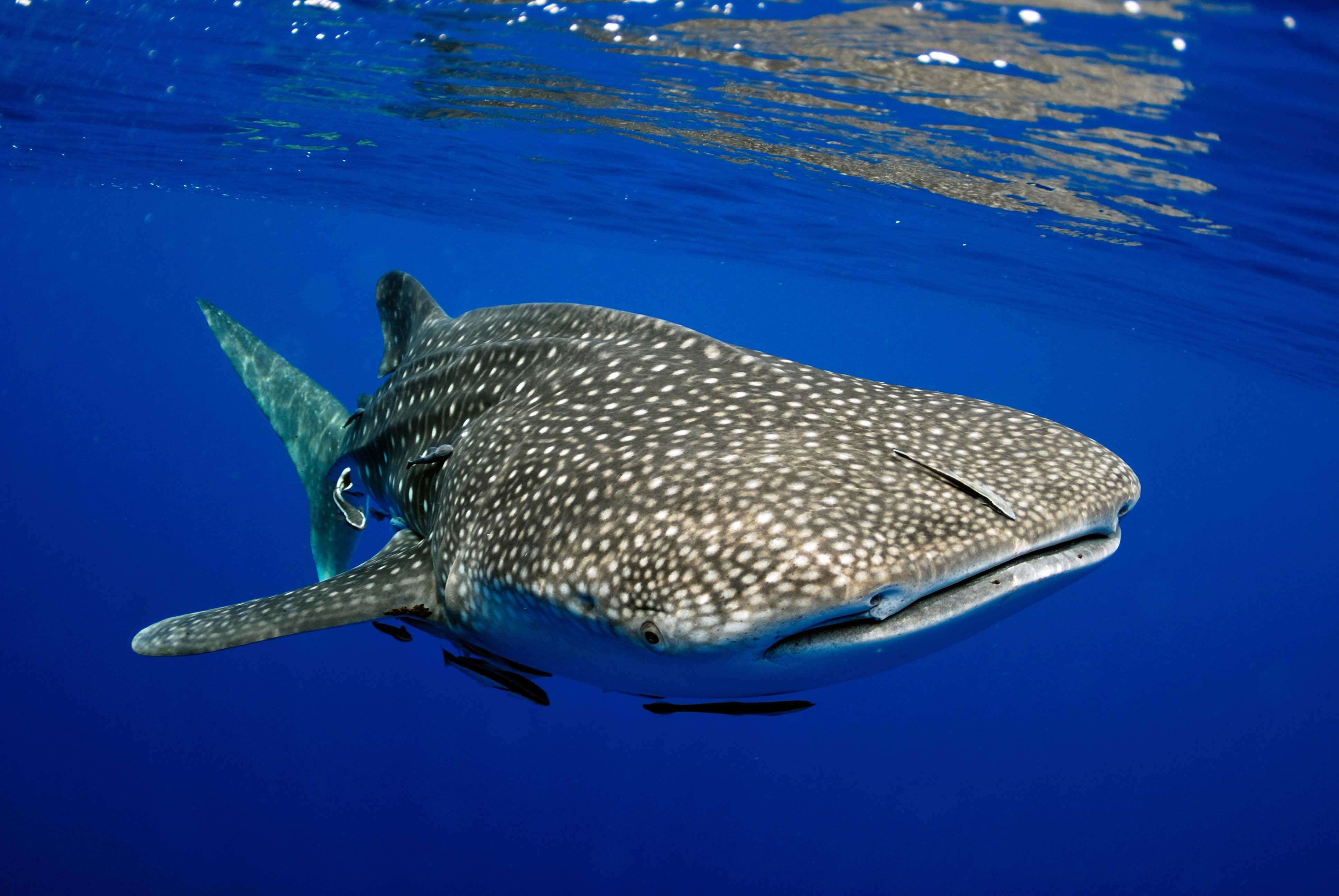 Desde mediados de mayo hasta septiembre, cientos de tiburones-ballena se reúnen cerca de Isla Mujeres, dando la oportunidad a muchos visitantes de bucear entre ellos.