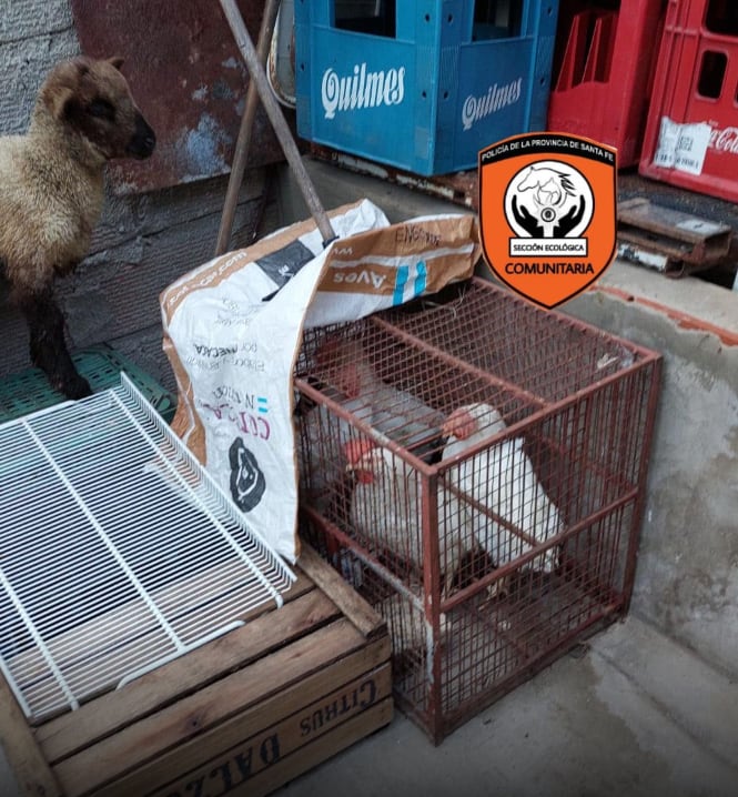 Los animales estaban por ser sacrificados para el ritual. Foto: Rosario Alerta