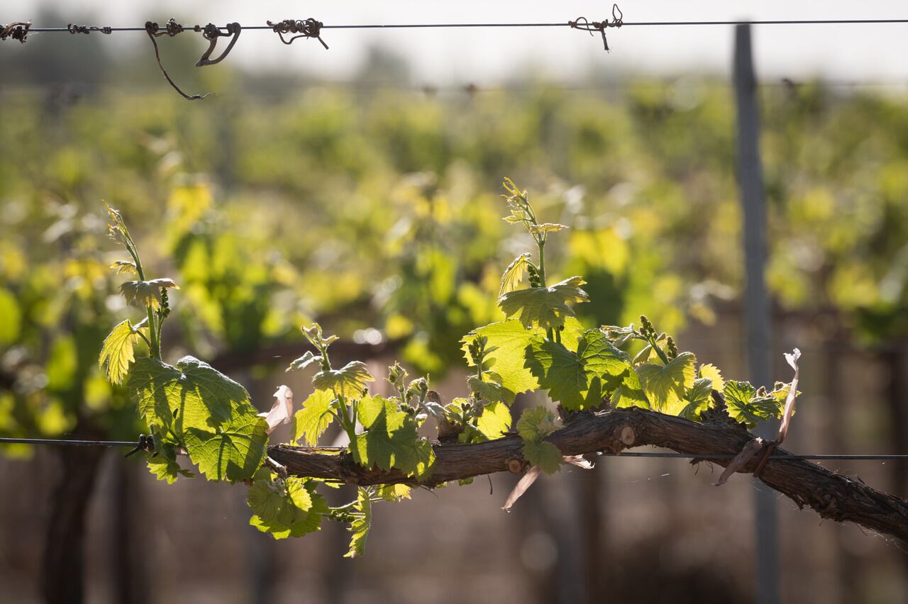 Viñedos y fincas.
Foto: Ignacio Blanco / Los Andes 