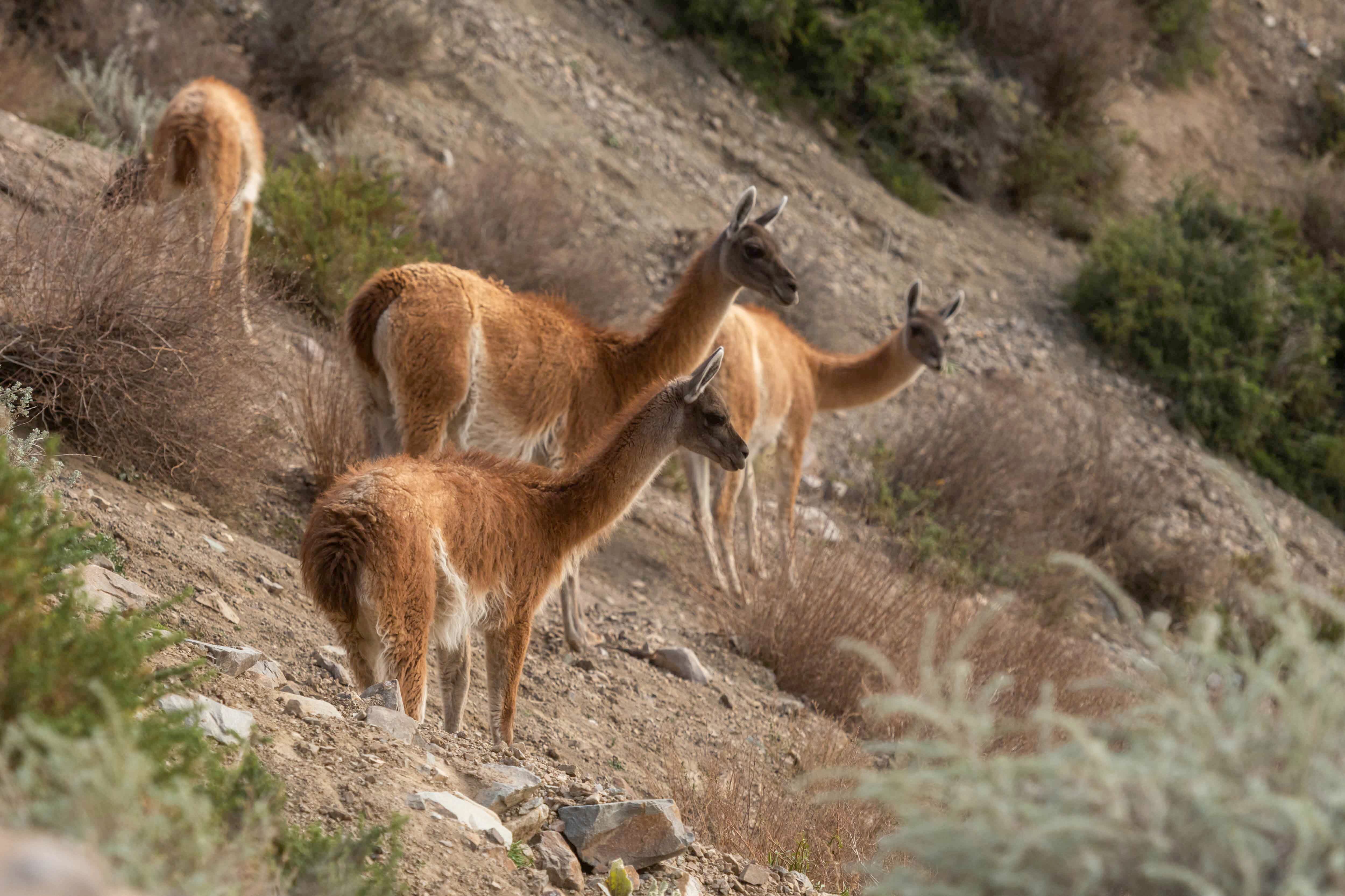 Mendoza 10 de junio de 2020 Sociedad, Reserva Natural Villavicencio
El cuerpo de Guardaparques de la Reserva Natural Villavicencio realiza un atrabajo de conservacion y prevencion de la caceria ilegal. Gracias a este trabajo se comenzo a recuperar la poblacion de las destintas especies que habitan la montana mendocina.    
Guanacos 
Foto: Ignacio Blanco / Los Andes
guanaco montana