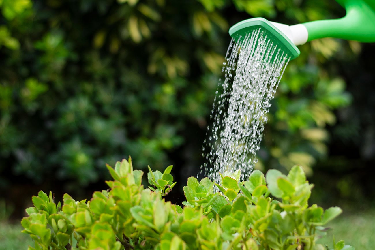 Al regar las plantas en primavera, hay que procurar que el agua llegue a la profundidad. Foto: Freepik / Aguas Cordobesas.