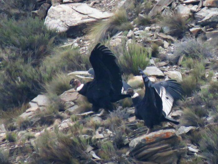 La tierna historia y fotos de una familia de cóndores en Mendoza que quedó registrada en el nuevo censo. Foto: Gentileza Departamento de Fauna Silvestre Mendoza