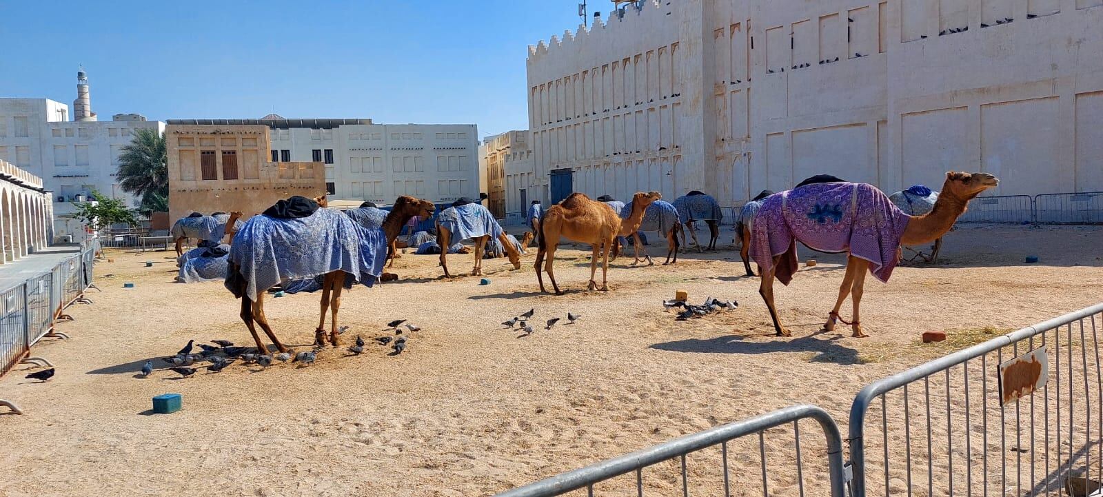 Los camellos permanecen pastando en una suerte de corral durante gran parte del día.