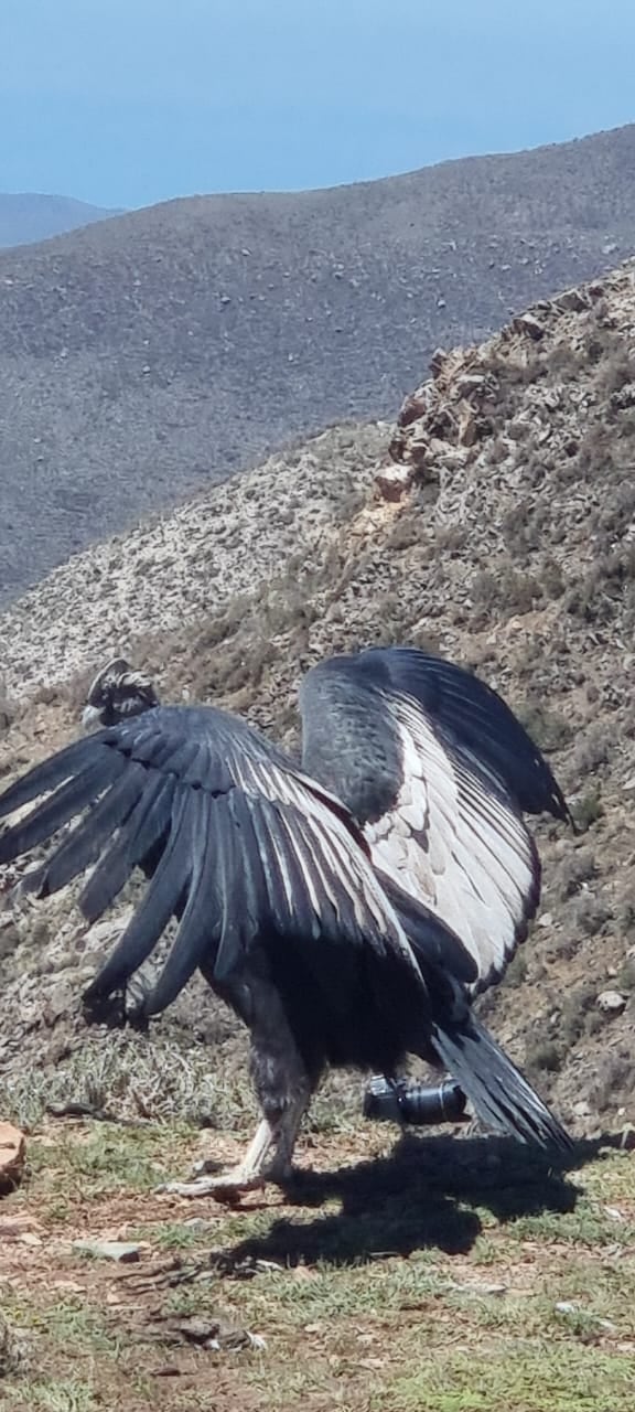 Fotos y videos: así fue la liberación de Ángel, el cóndor rescatado durante un mega operativo en Potrerillos. Foto: Gentileza Fundación Cullunche